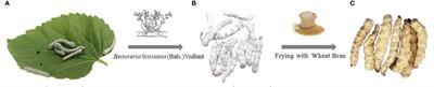 In situ detection and mass spectrometry imaging of protein-related metabolites in Bombyx batryticatus before and after frying with wheat bran